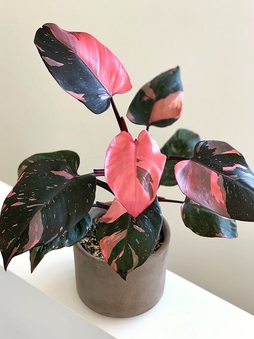 imperial red philodendron