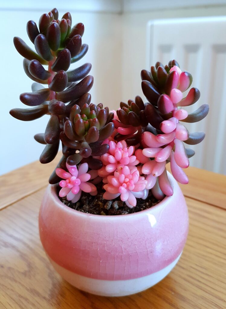 pink jelly bean plant 748x1024 1