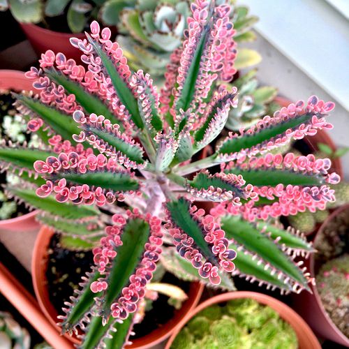 pink mother of millions