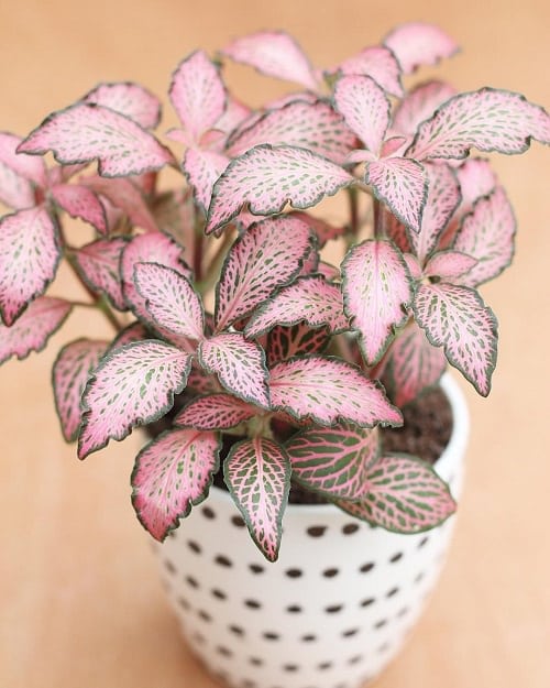 pink nerve plant