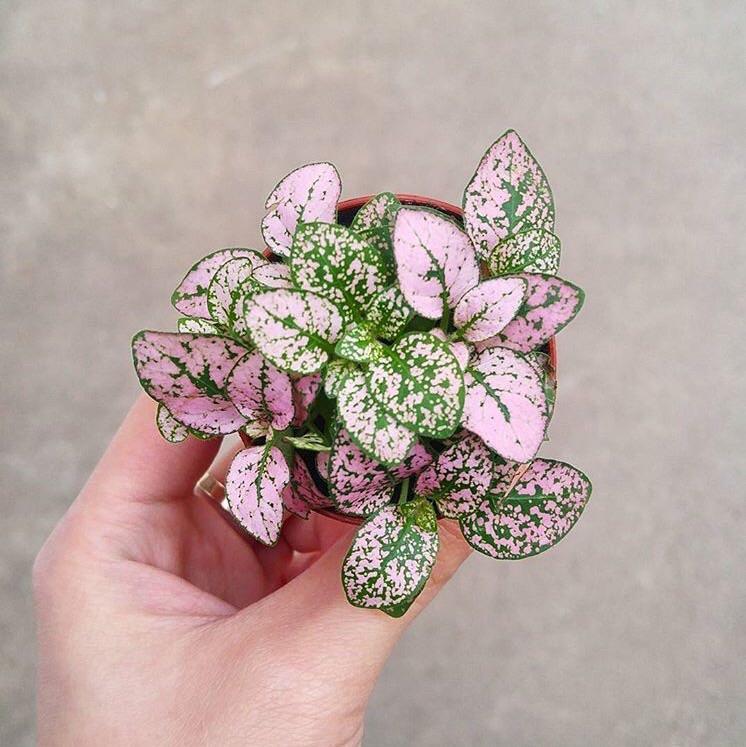 pink polka dot plant